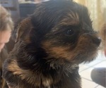 Small Photo #20 Yorkshire Terrier Puppy For Sale in W WARWICK, RI, USA