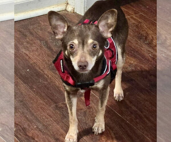 Medium Photo #3 Miniature Pinscher-Unknown Mix Puppy For Sale in Spring Lake, NC, USA