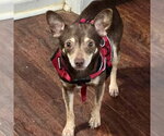 Small #2 Miniature Pinscher Mix