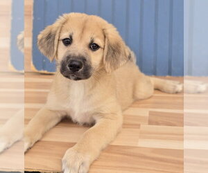 Labrenees Dogs for adoption in Lakewood, CO, USA