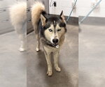 Small Siberian Husky