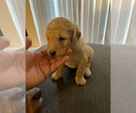 Small Photo #8 Goldendoodle Puppy For Sale in CEDAR HILL, TX, USA