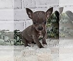 Small #2 Chihuahua