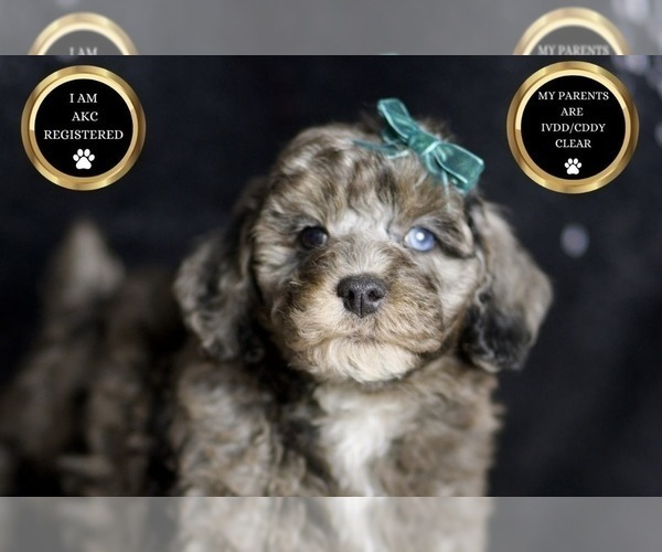 Medium Photo #7 Poodle (Toy) Puppy For Sale in WARSAW, IN, USA