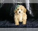 Small #5 Maltipoo