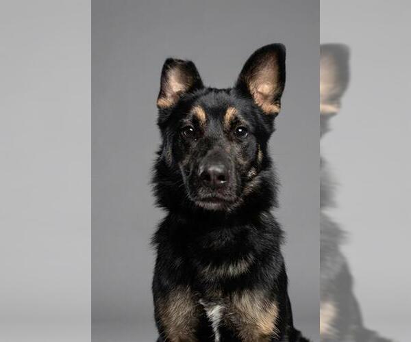 Medium Photo #1 German Shepherd Dog Puppy For Sale in Belleville, IL, USA