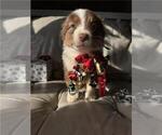 Puppy SALLY Australian Shepherd