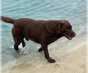 Father of the Labrador Retriever puppies born on 04/03/2024