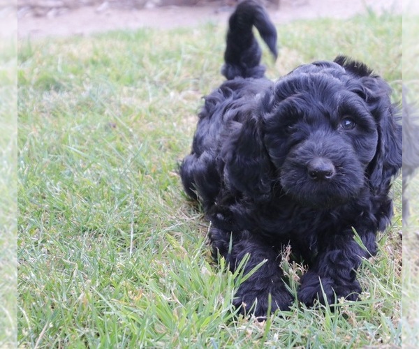 Medium Photo #1 Labradoodle Puppy For Sale in MADERA, CA, USA