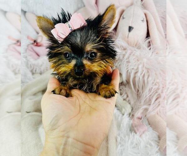 Medium Photo #18 Yorkshire Terrier Puppy For Sale in HOUSTON, TX, USA