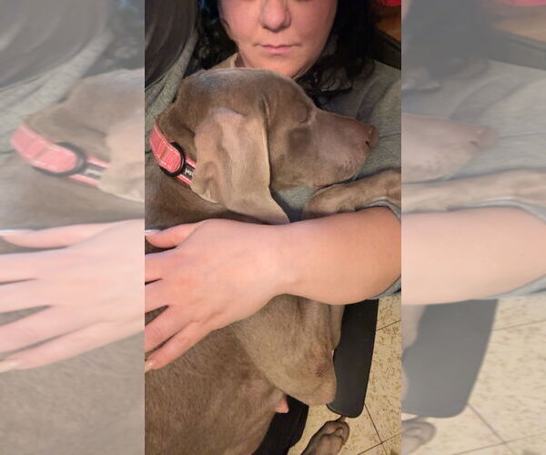 Medium Photo #7 Weimaraner Puppy For Sale in Brewster, NY, USA
