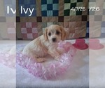 Small #1 Cavachon