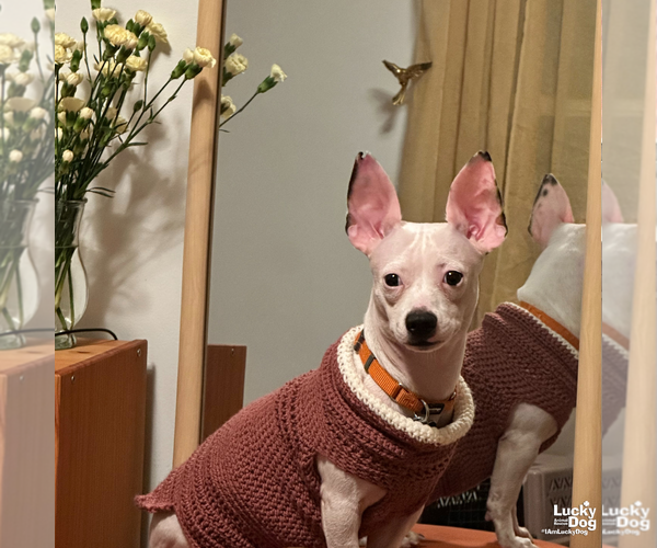 Medium Photo #9 Chihuahua-Unknown Mix Puppy For Sale in Washington, DC, USA