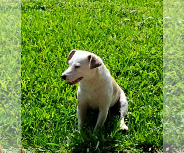 Medium Photo #3 Australian Shepherd-Jack Russell Terrier Mix Puppy For Sale in Missouri City, TX, USA