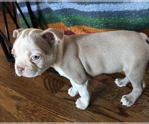 Medium Boston Terrier