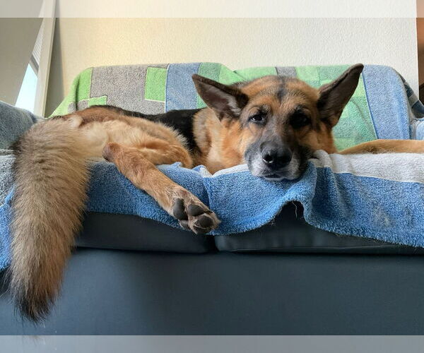 Medium Photo #7 German Shepherd Dog Puppy For Sale in Woodland, CA, USA