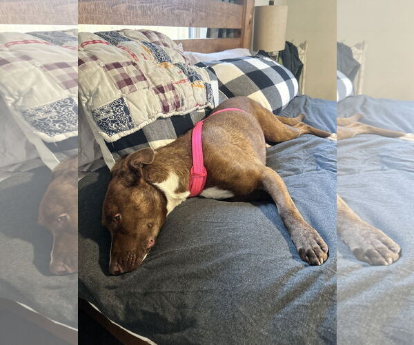 Medium Photo #3 American Pit Bull Terrier-Unknown Mix Puppy For Sale in Polson, MT, USA