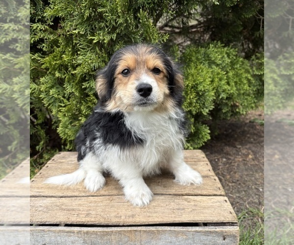 Medium Photo #3 Yoranian Puppy For Sale in MIDDLEBURY, IN, USA