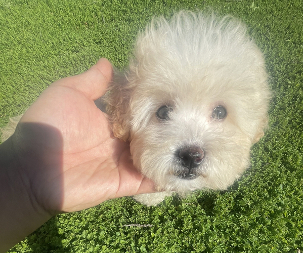 Medium Photo #1 Maltipoo Puppy For Sale in ALHAMBRA, CA, USA