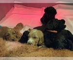 Small Photo #2 Goldendoodle Puppy For Sale in MISSOULA, MT, USA