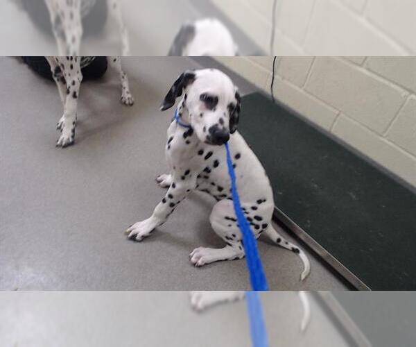 Medium Photo #1 Dalmatian Puppy For Sale in Denver, CO, USA