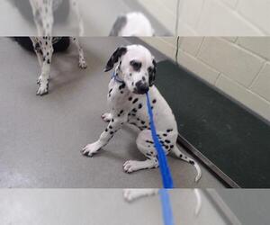 Dalmatian Dogs for adoption in Denver, CO, USA