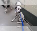 Small Dalmatian