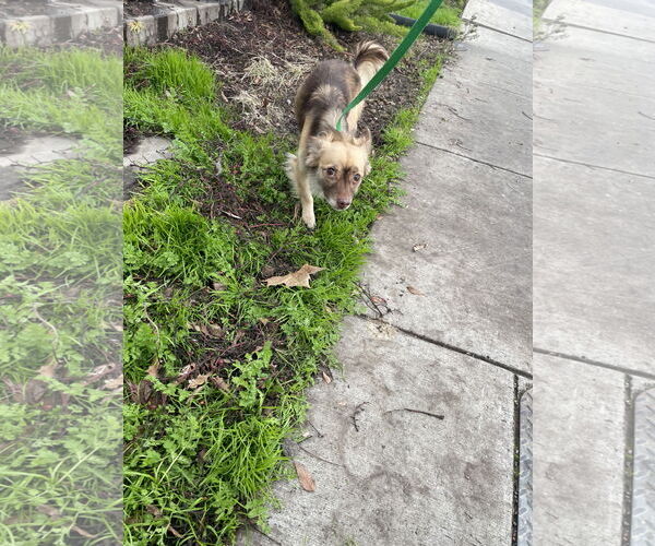 Medium Photo #4 Chiranian Puppy For Sale in Chico, CA, USA