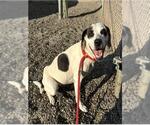 FUTURE - Female American Pit Bull Terrier-Unknown Mix Dog for Adoption - Small photo