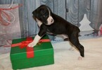 Small Photo #49 Boxer Puppy For Sale in CHILHOWEE, MO, USA