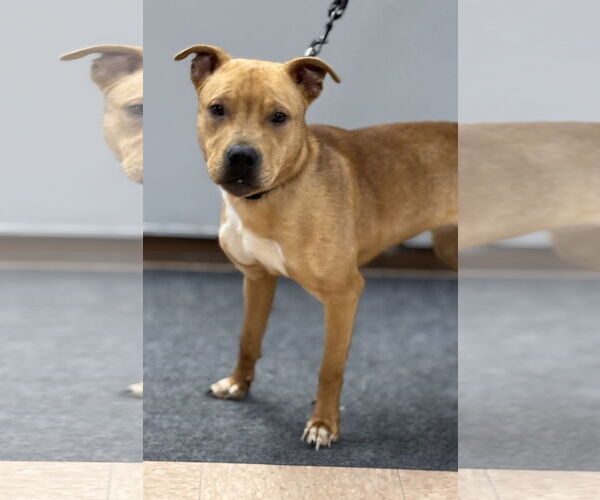 Medium Photo #1 American Pit Bull Terrier-Unknown Mix Puppy For Sale in Batavia, NY, USA