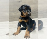 Puppy Brown Collar Doberman Pinscher
