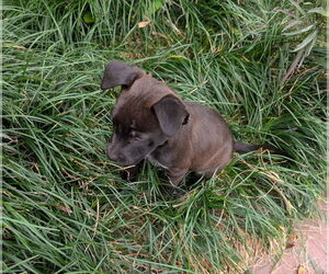 Labrador Retriever-Unknown Mix Dogs for adoption in Lakewood, CO, USA