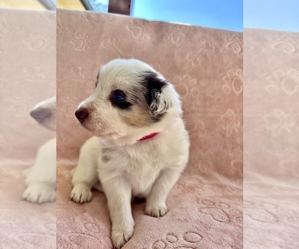 Medium Photo #2 Border Collie Puppy For Sale in MARYVILLE, TN, USA