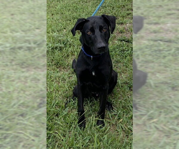 Medium Photo #2 Labrador Retriever-Unknown Mix Puppy For Sale in Fort Lauderdale, FL, USA