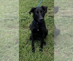 Small #1 Labrador Retriever Mix