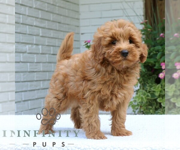 Medium Photo #1 Goldendoodle (Miniature) Puppy For Sale in NARVON, PA, USA