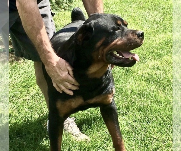 Medium Photo #15 Rottweiler Puppy For Sale in BRIGHTON, CO, USA