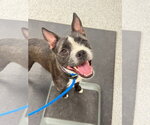 Small #3 Boston Terrier Mix