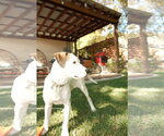 Small Photo #13 Mutt Puppy For Sale in Sandy, UT, USA