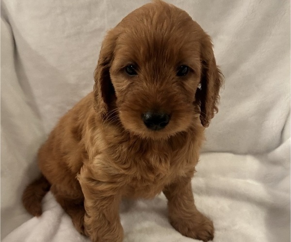 Medium Photo #13 Goldendoodle (Miniature) Puppy For Sale in PLATTE CITY, MO, USA