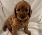 Litter of 6 - Male(s) and Female(s) Goldendoodle (Miniature)Litter of Puppies for Sale - Photo #13