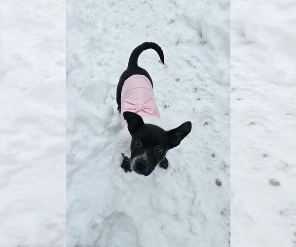 Medium Photo #18 Border Collie-Unknown Mix Puppy For Sale in Columbus, IN, USA