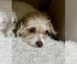 Small #2 Shih Tzu