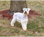 Small #1 Schnauzer (Miniature)
