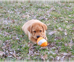 Small #11 Labrador Retriever