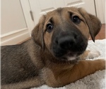 Small #3 Anatolian Shepherd-German Shepherd Dog Mix