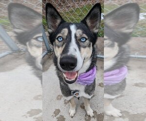 - Mix Dogs for adoption in Muskegon, MI, USA