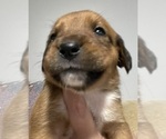 Small Photo #11 Boxweiler Puppy For Sale in CULLMAN, AL, USA