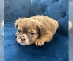 Small #6 English Bulldog